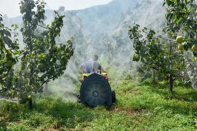 陳區(qū)鎮(zhèn)精心打造“一鎮(zhèn)一業(yè)”推進黃梨產(chǎn)業(yè)提檔升級，助力養(yǎng)生保健食品發(fā)展